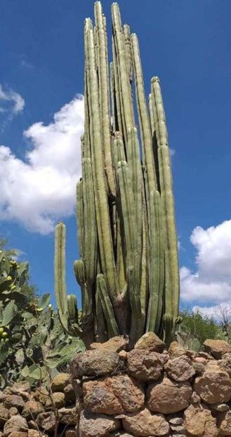  - Lophocereus Marginatus