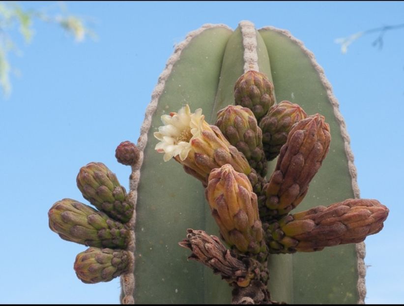  - Lophocereus Marginatus