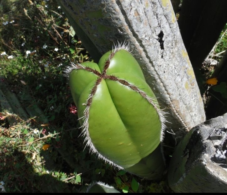  - Lophocereus Marginatus