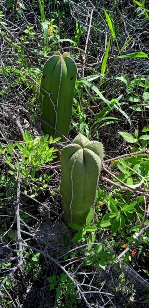  - Lophocereus Marginatus