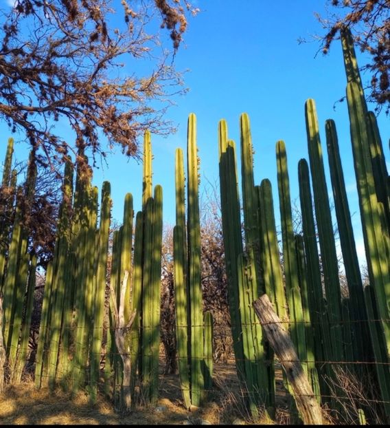  - Lophocereus Marginatus