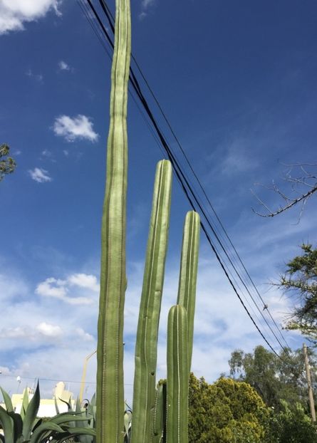 - Lophocereus Marginatus