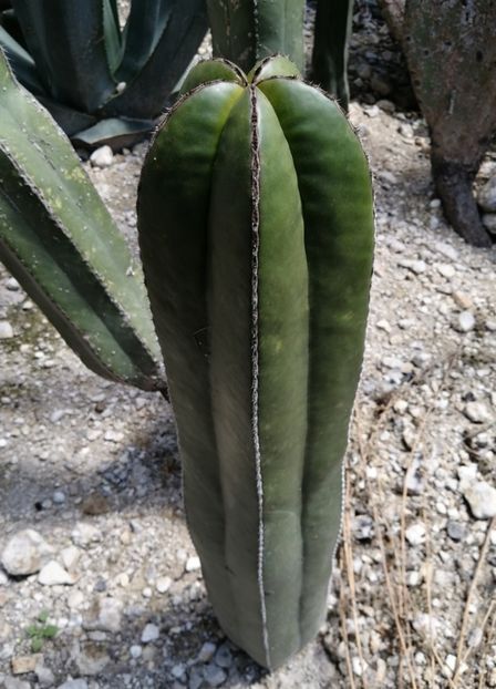  - Lophocereus Marginatus