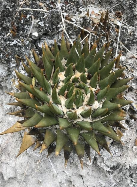  - Ariocarpus Trigonus