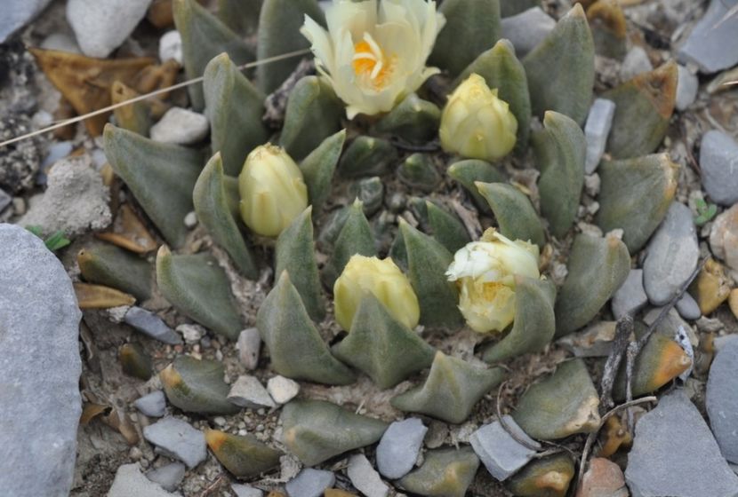  - Ariocarpus Trigonus