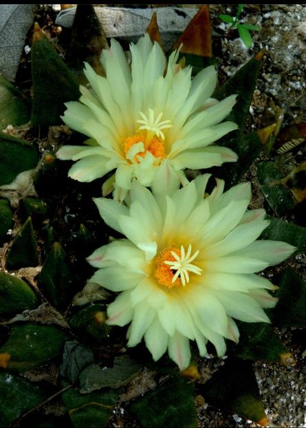  - Ariocarpus Trigonus