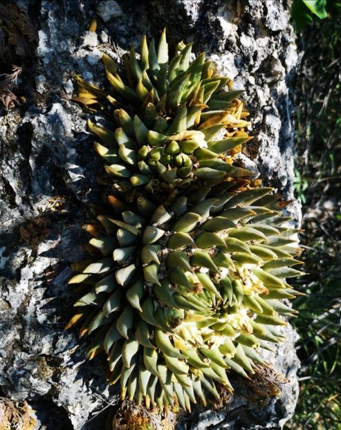  - Ariocarpus Trigonus