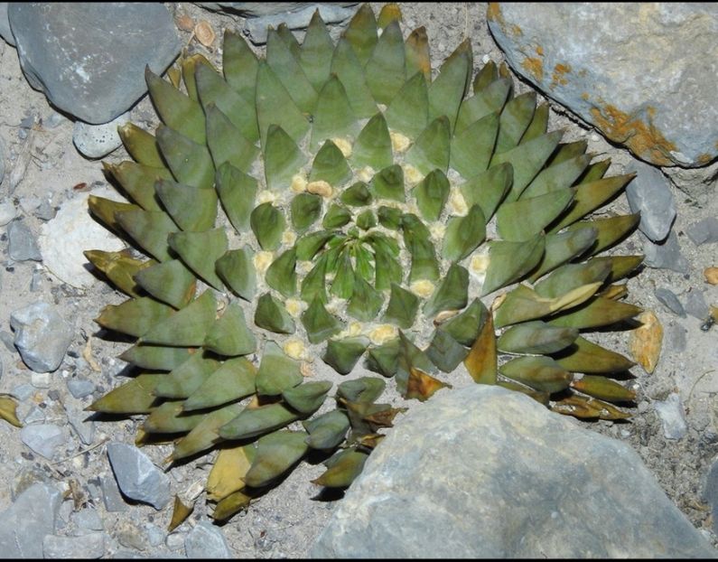  - Ariocarpus Trigonus