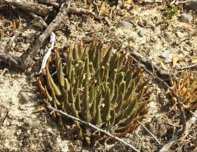  - Ariocarpus Trigonus