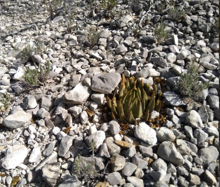  - Ariocarpus Trigonus