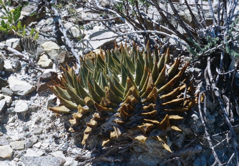  - Ariocarpus Trigonus