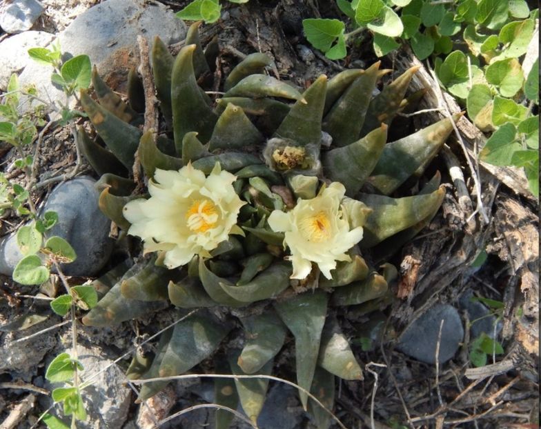  - Ariocarpus Trigonus