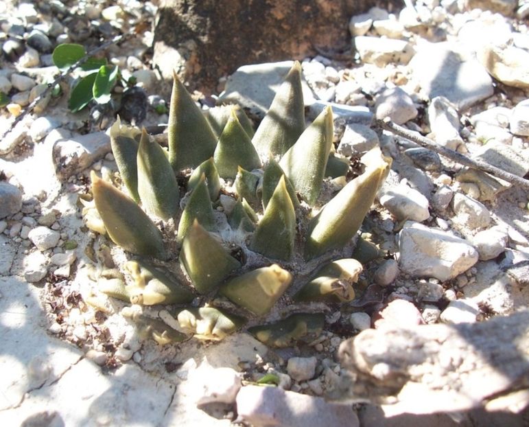  - Ariocarpus Trigonus
