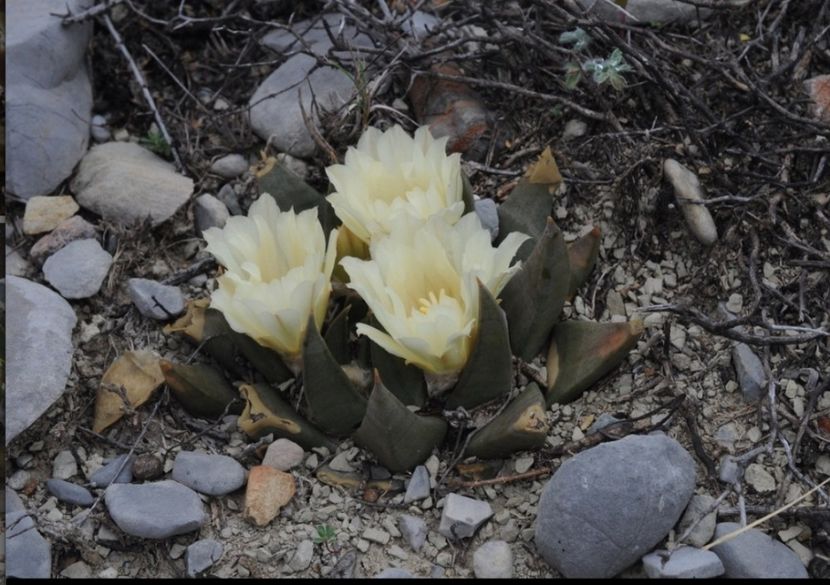  - Ariocarpus Trigonus