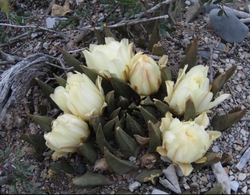  - Ariocarpus Trigonus