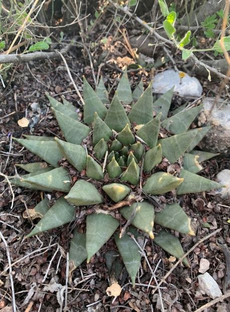  - Ariocarpus Trigonus