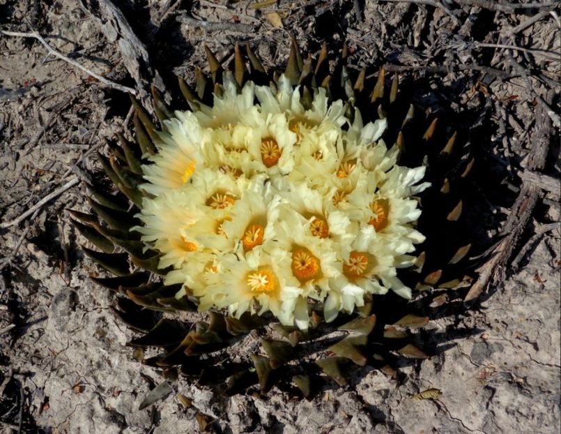  - Ariocarpus Trigonus
