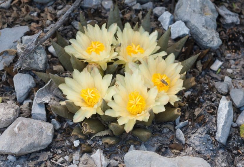  - Ariocarpus Trigonus