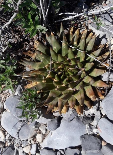  - Ariocarpus Trigonus