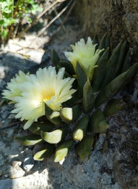  - Ariocarpus Trigonus