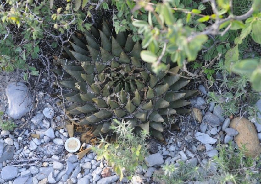  - Ariocarpus Trigonus