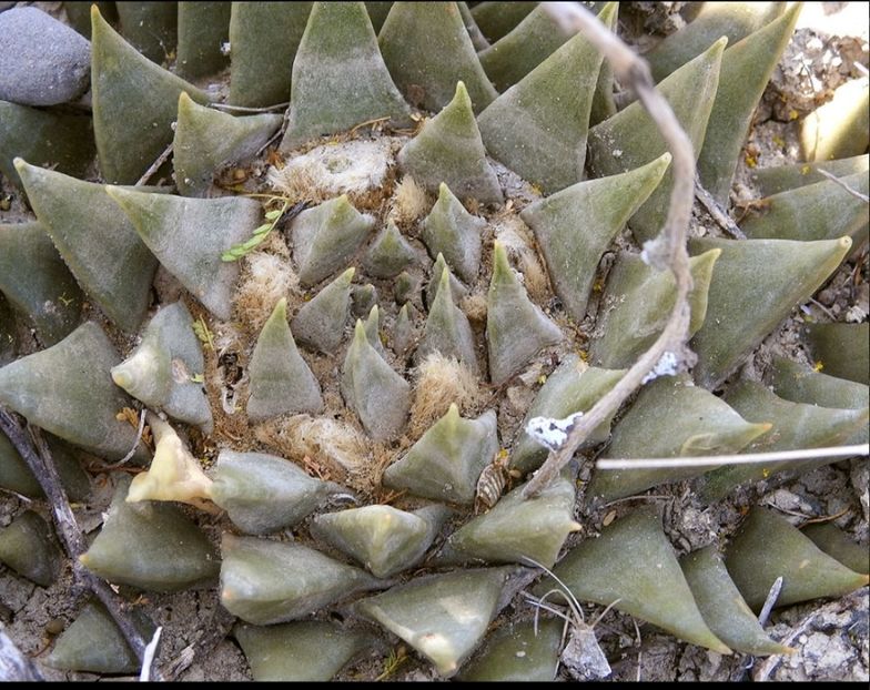  - Ariocarpus Trigonus