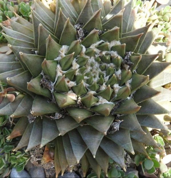  - Ariocarpus Trigonus