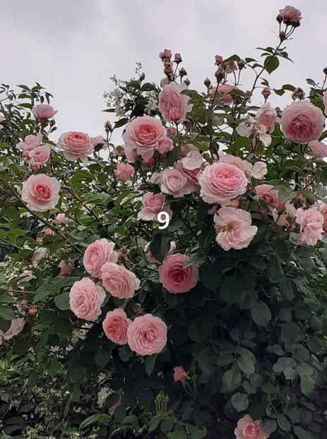  - James galvay urcator