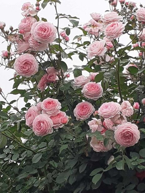  - James galvay urcator