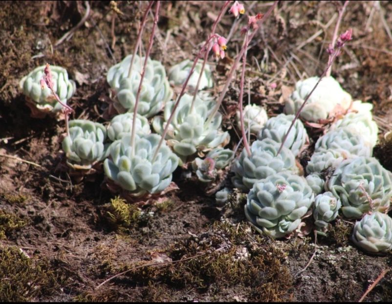  - Echeveria Elegans