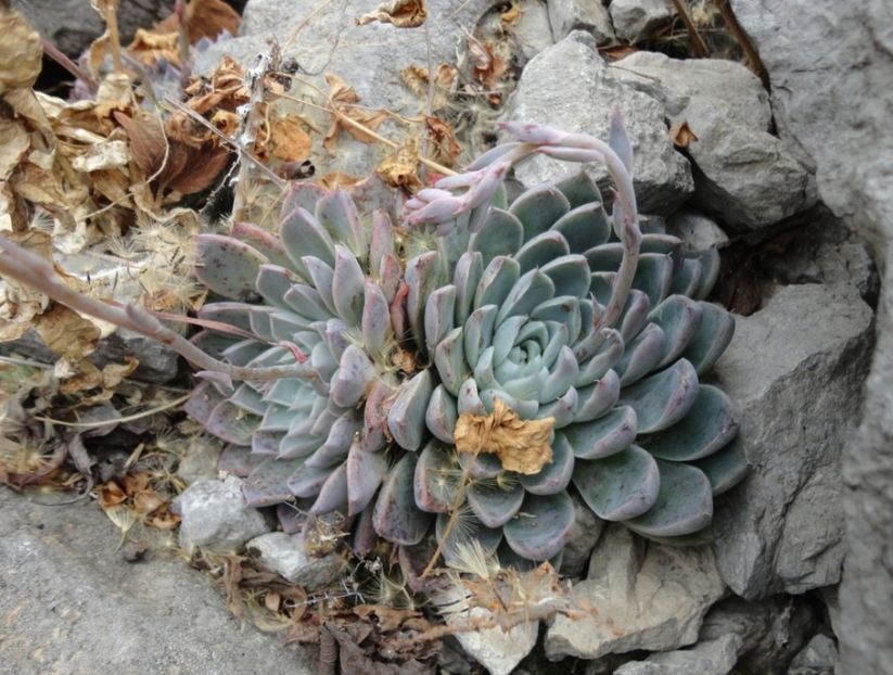  - Echeveria Elegans