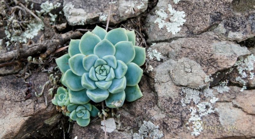  - Echeveria Elegans