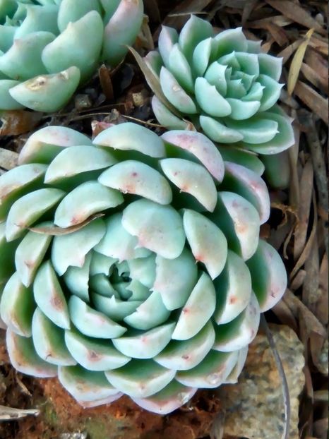  - Echeveria Elegans