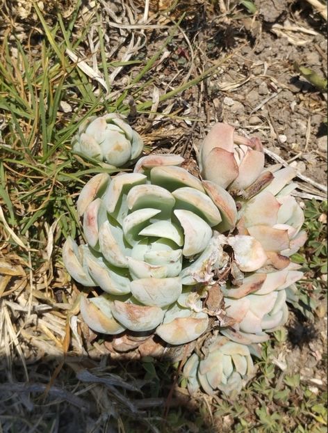  - Echeveria Elegans