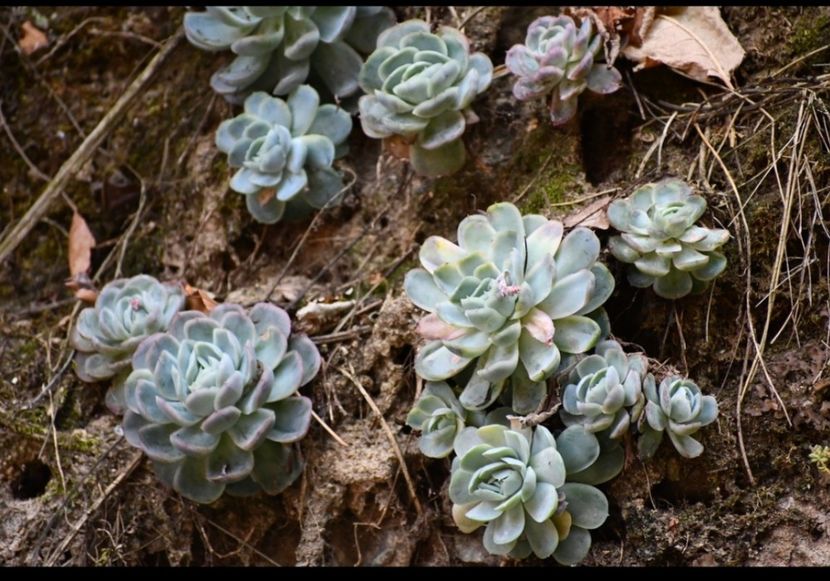  - Echeveria Elegans