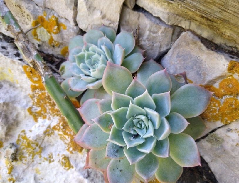  - Echeveria Elegans