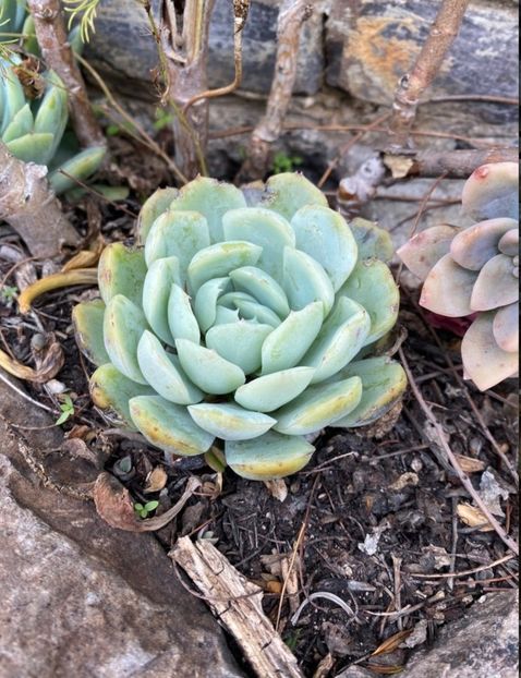  - Echeveria Elegans