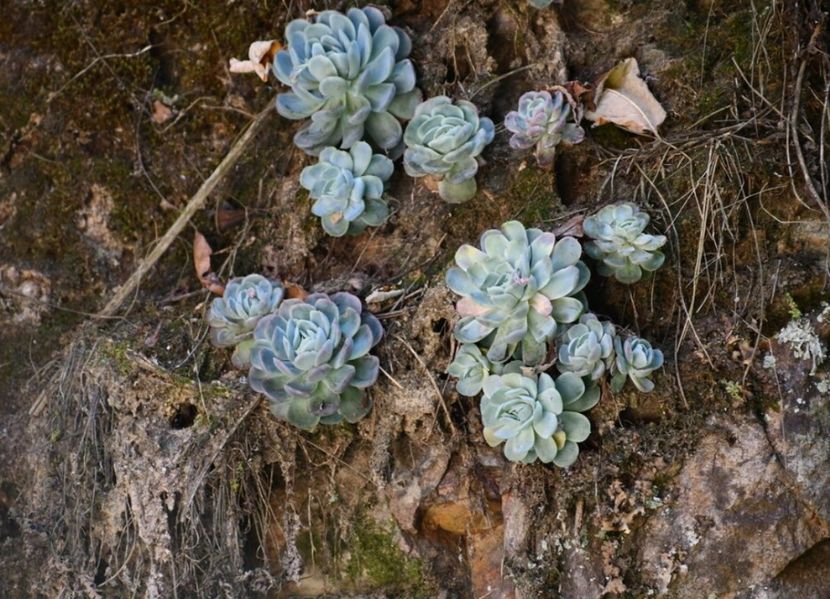  - Echeveria Elegans