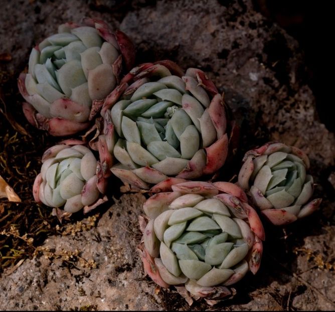  - Echeveria Elegans
