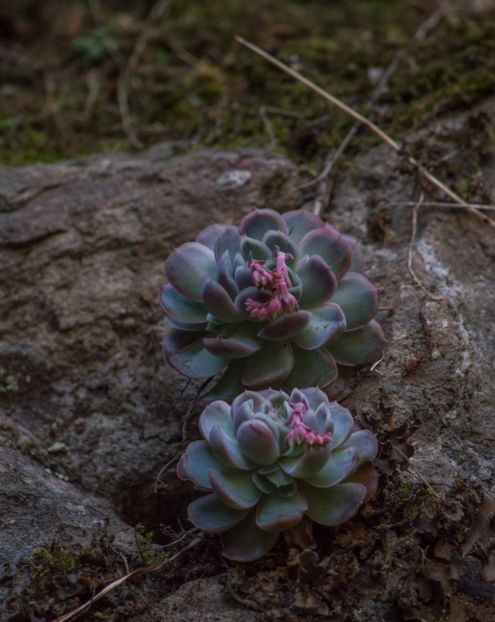  - Echeveria Elegans