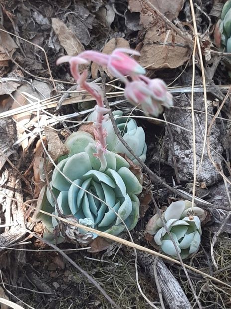  - Echeveria Elegans