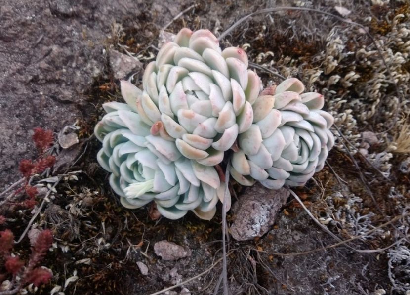  - Echeveria Elegans