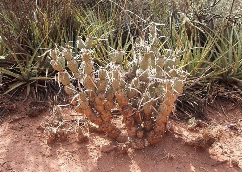 - Tephrocactus Articulatus