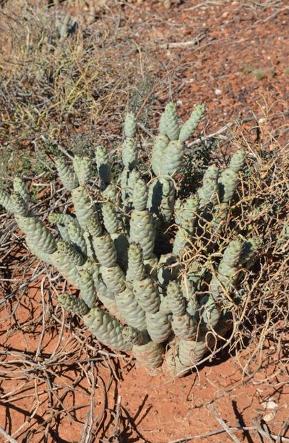  - Tephrocactus Articulatus