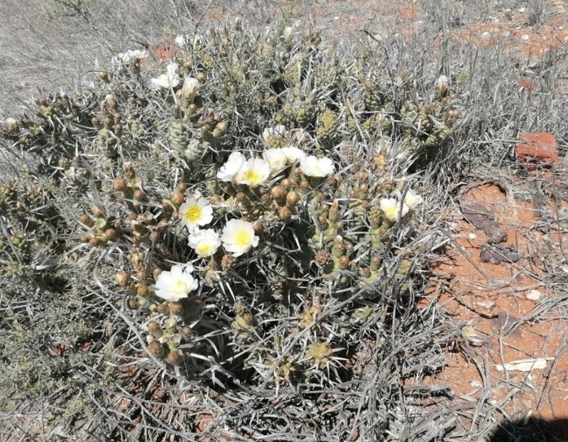  - Tephrocactus Articulatus