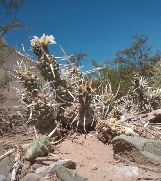  - Tephrocactus Articulatus