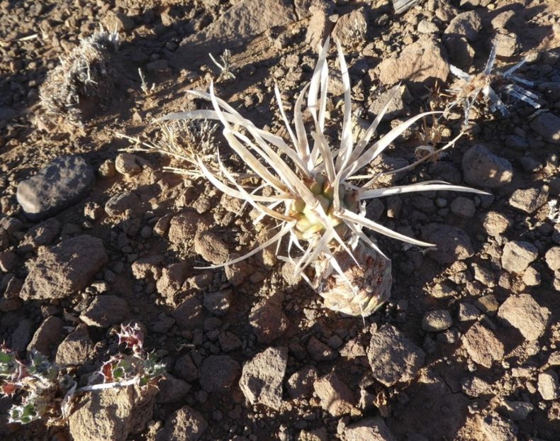  - Tephrocactus Articulatus