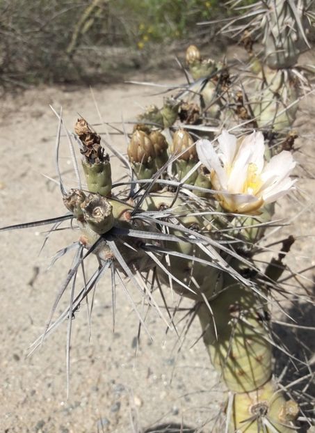  - Tephrocactus Articulatus