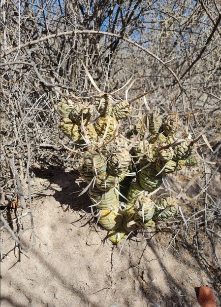  - Tephrocactus Articulatus