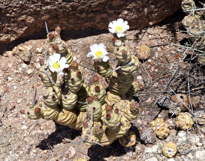  - Tephrocactus Articulatus